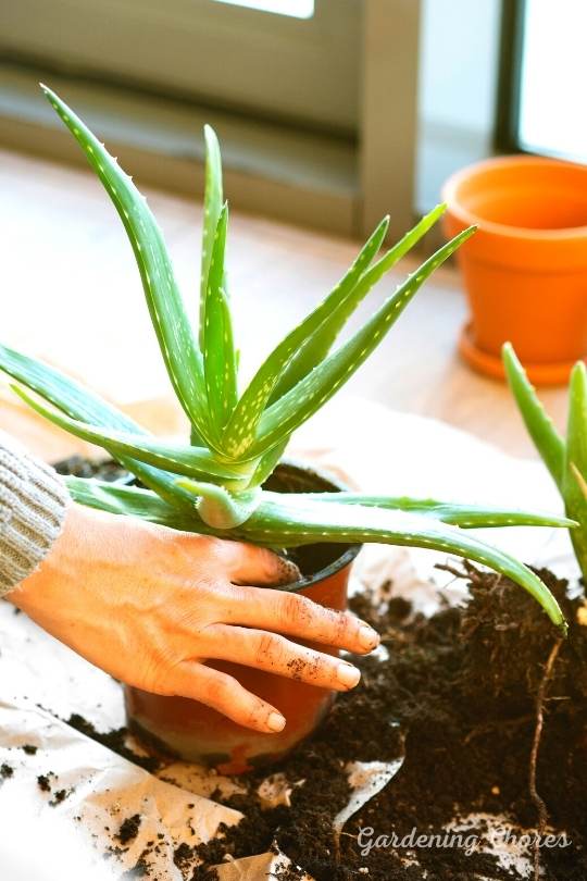 Plant your aloe plant in a well-draining pot mixture