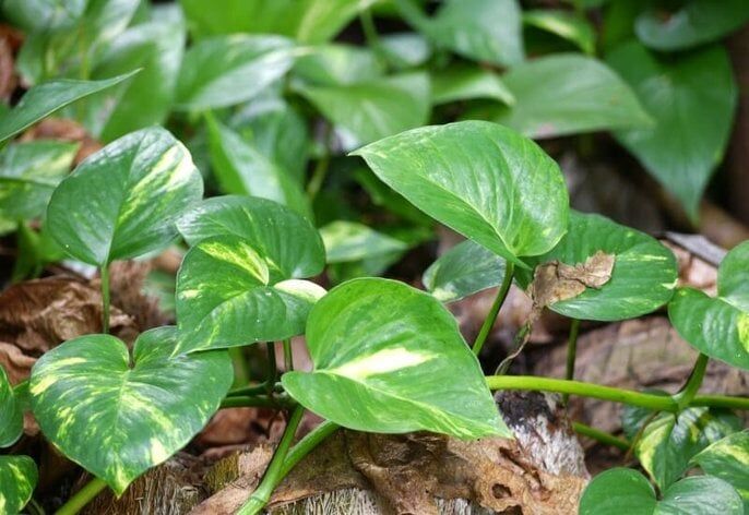 Pothos variations Pothos variations