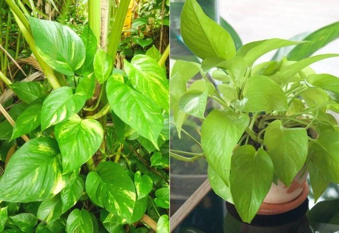 Pothos vs Philodendron Identification Pothos vs Philodendron Identification
