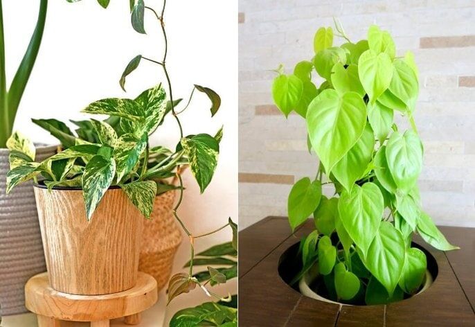 Pothos vs Philodendron Overview Pothos vs Philodendron: Knowing the Difference