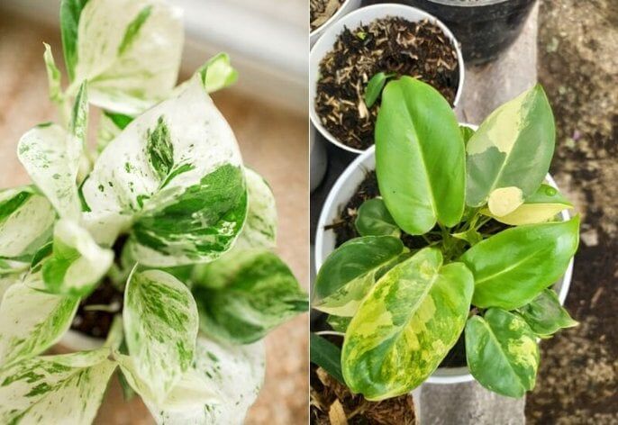 Pothos and Philodendron Variations Pothos and Philodendron Variations
