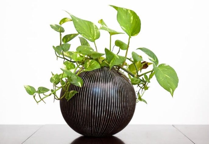 Pothos Pothos