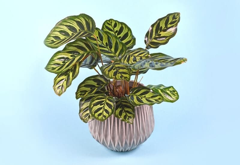 Prayer Plant (Ctenanthe) (1) Prayer Plant (Ctenanthe)