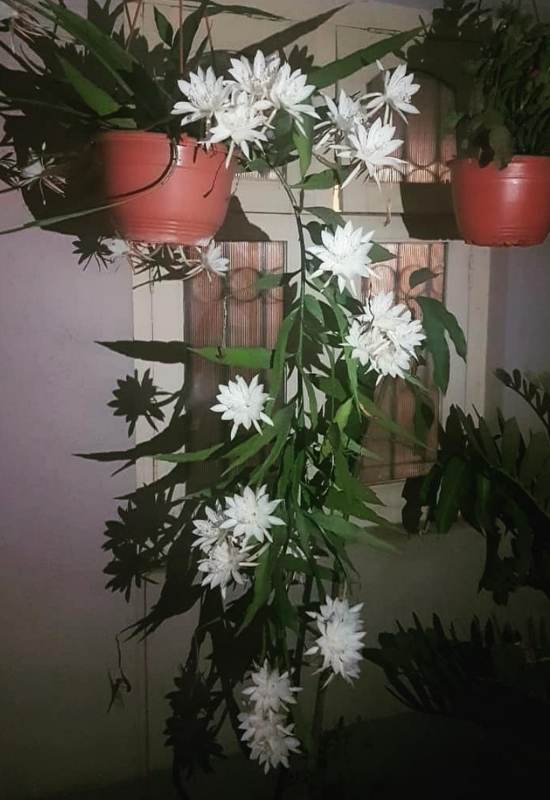 Queen of the Night (Epiphyllum oxypetalum)