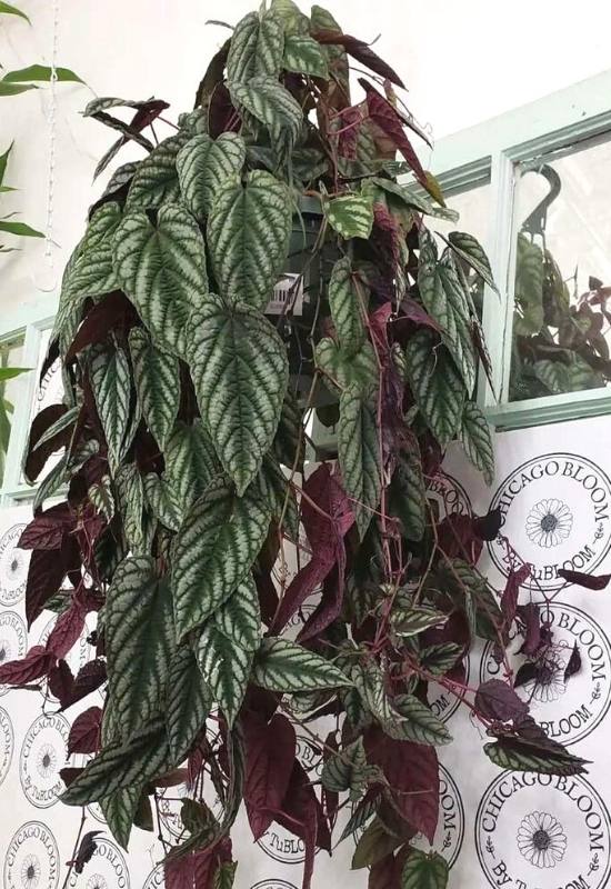 Rex Begonia Vine (Cissus discolor)