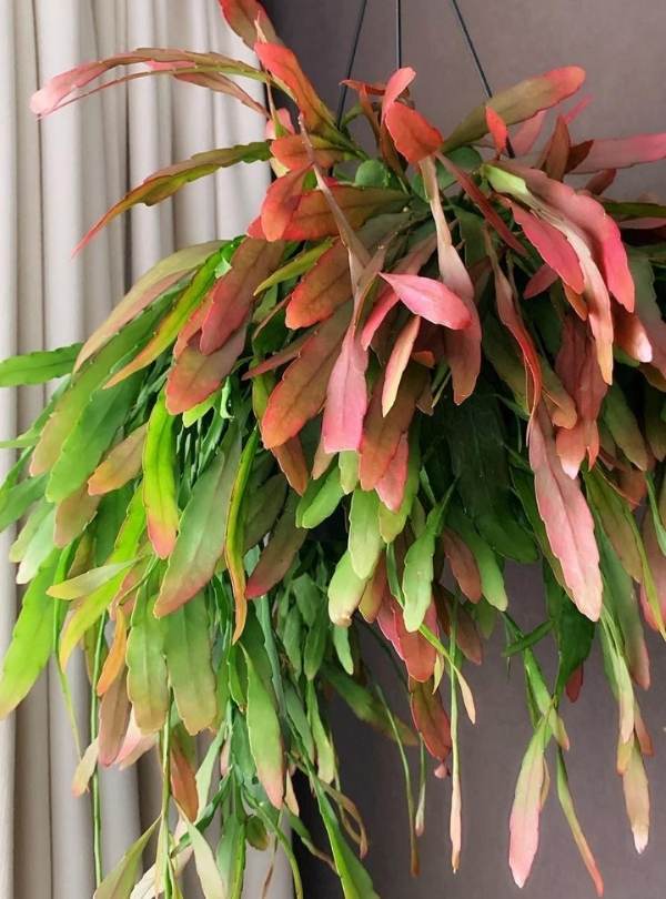 ⦁_Red Coral (Rhipsalis ramulosa) Rhipsalis Ramulosa