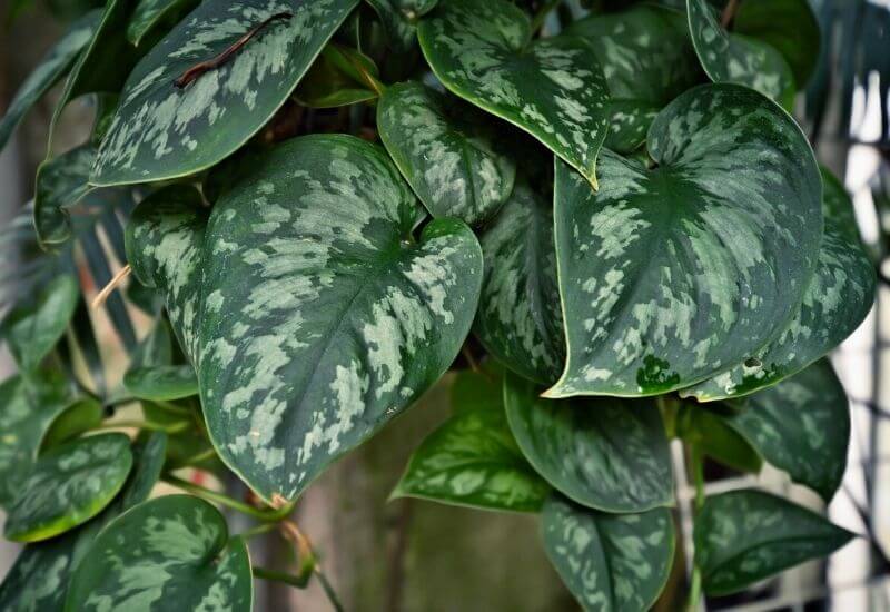 Satin pothos Satin pothos