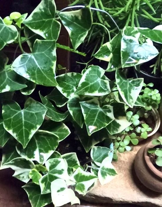 Senecio macroglossus