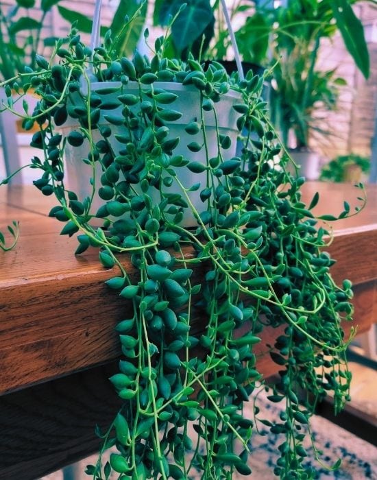 Senecio rowleyanus