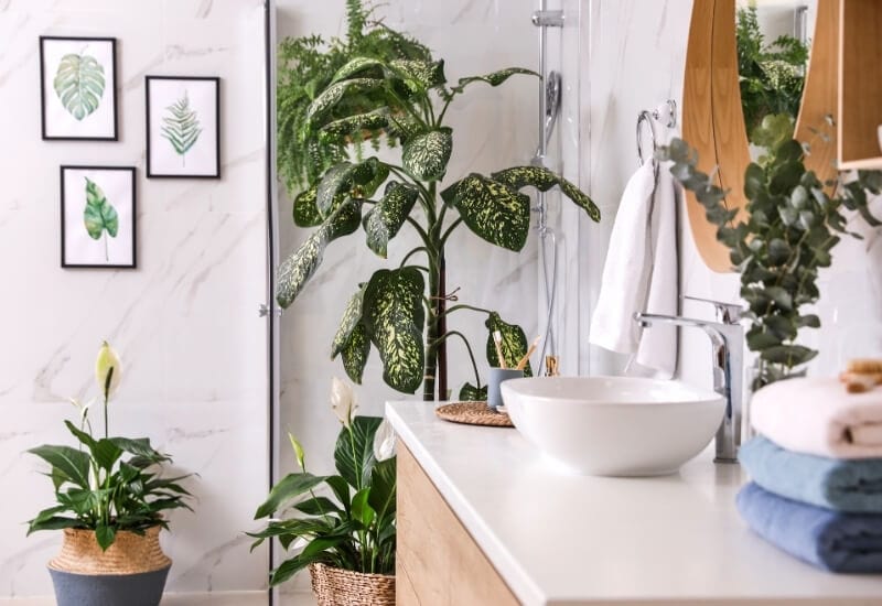 Shower Plants for Bathroom (4) Shower Plants for Bathroom