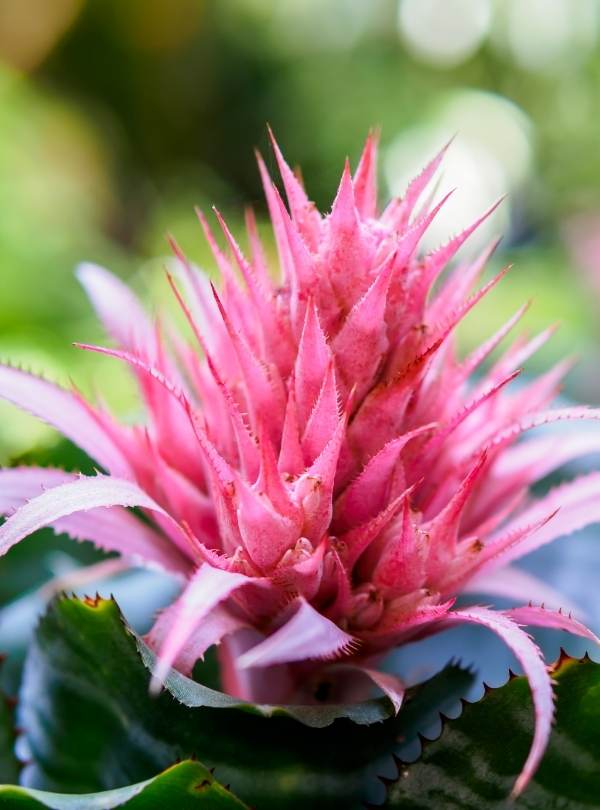 Silver Vase Bromeliad