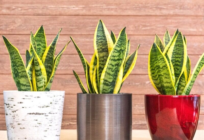 Snake Plant (Sansevieria Trifasciata) (1) Snake Plant (Sansevieria Trifasciata)