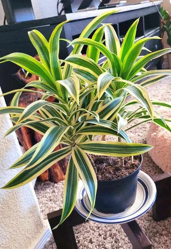 Song of India ‘Variegata’ (Dracaena reflexa ‘Variegata’)