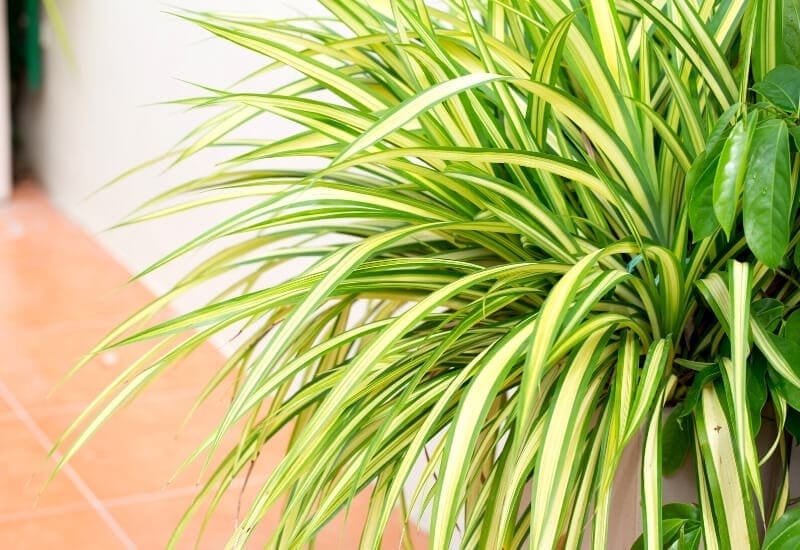 Spider Plant (Chlorophytum Comosum) Spider Plant (Chlorophytum Comosum)