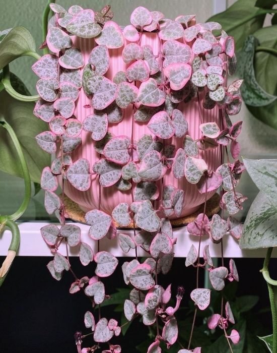 String of Hearts