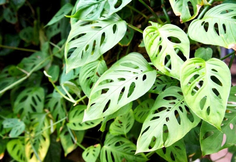 Swiss Cheese Plant (Monstera Deliciosa) Swiss Cheese Plant (Monstera Deliciosa)