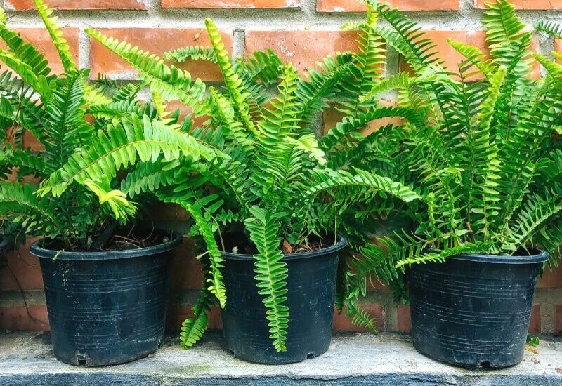 Sword Fern (Nephrolepis Exaltata) Sword Fern (Nephrolepis Exaltata)