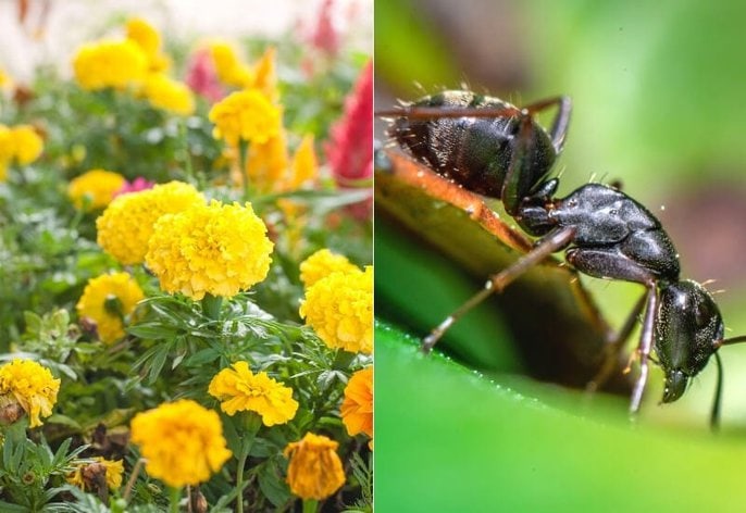 The case against chemical pesticides (1) Getting rid of ants naturally: plant marigolds