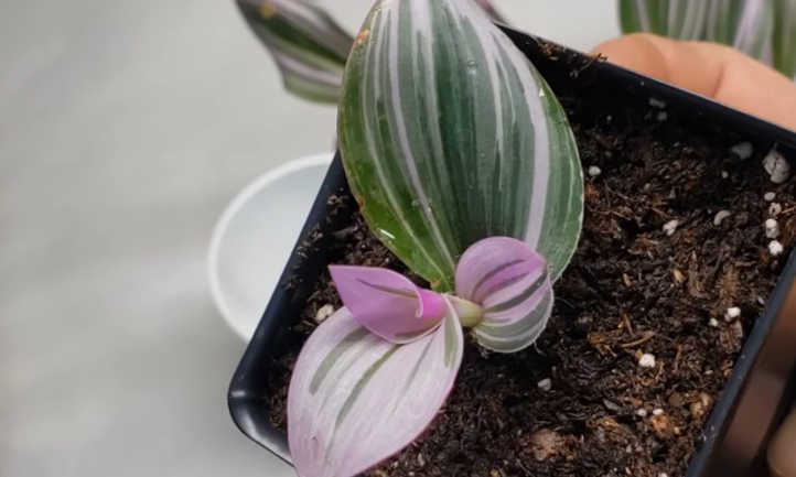 Tradescantia nanouk cutting