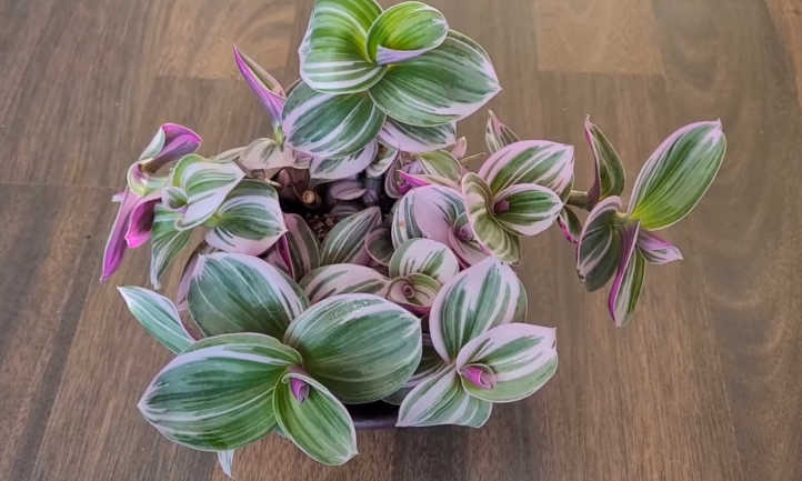 Tradescantia nanouk