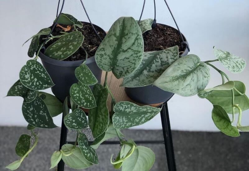 Trebi pothos Trebi pothos