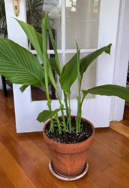 Turmeric (Curcuma longa)