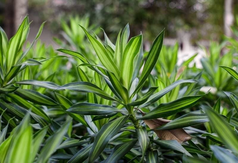 Outdoor Dracaena Varieties