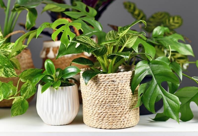 20 Varieties of Philodendron for Your Home