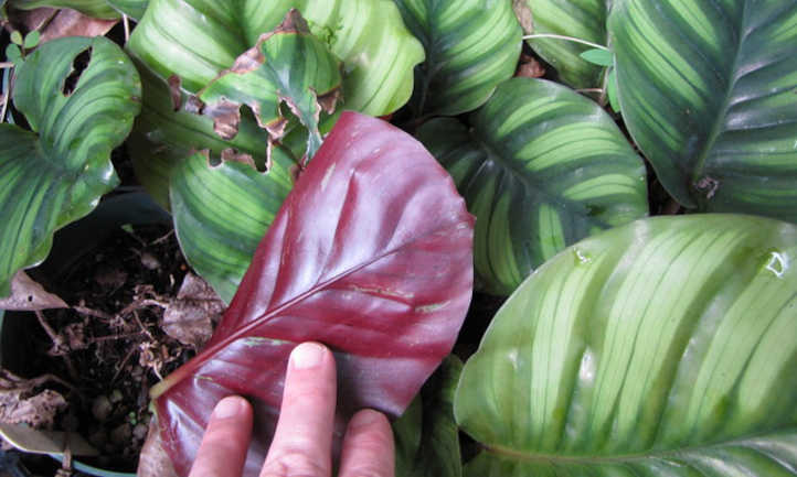 Underside of C orbifolia leaf