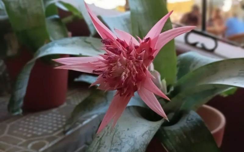Urn Plant (Aechmea fasciata)