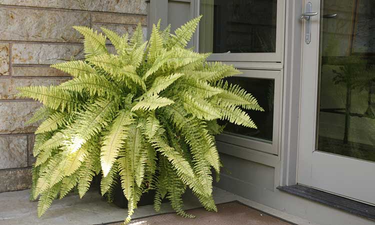 Variegated Boston fern