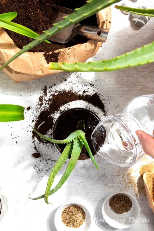 Water Aloe Vera plants deeply, but rarely