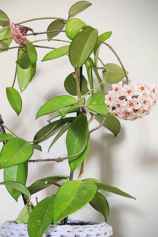 Wax plant Wax plant
