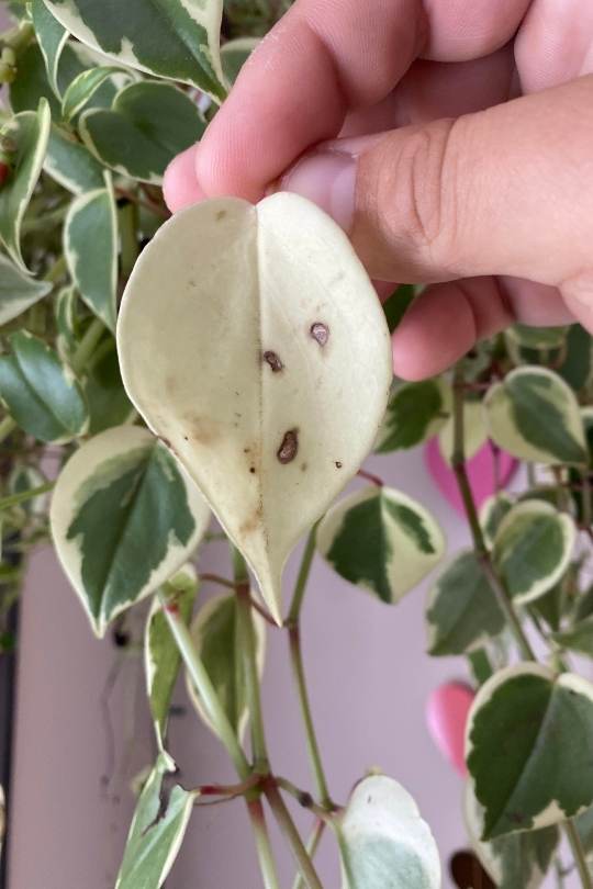 Why Are There Black Spots On The Leaves Of My Peperomia?