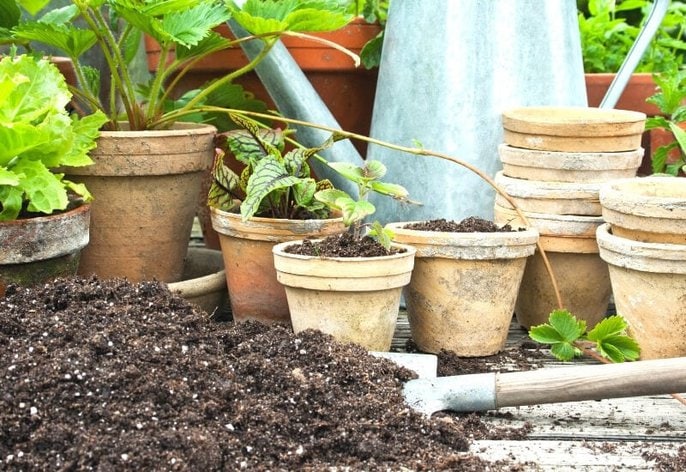 Why are ants in my plants, pots and soil_ (2) Why are ants in my plants, pots and soil?