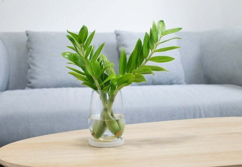 ZZ Plant (Zamioculcas Zamiifolia) (1) ZZ Plant (Zamioculcas Zamiifolia)