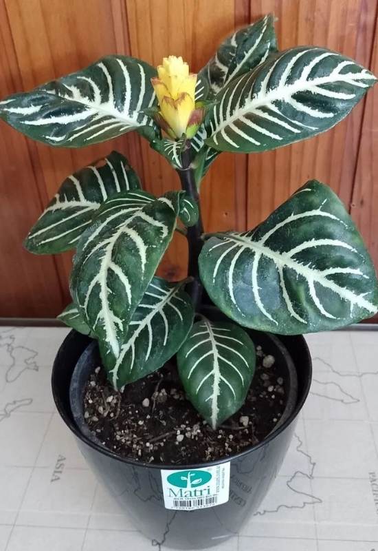 Zebra Plant (Aphelandra squarrosa)