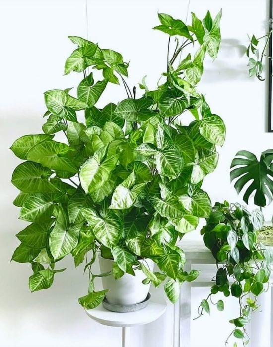 arrowhead plant