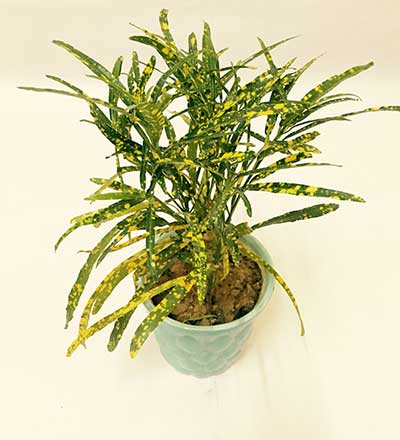 Codiaeum variegatum 'Eleanor Roosevelt'