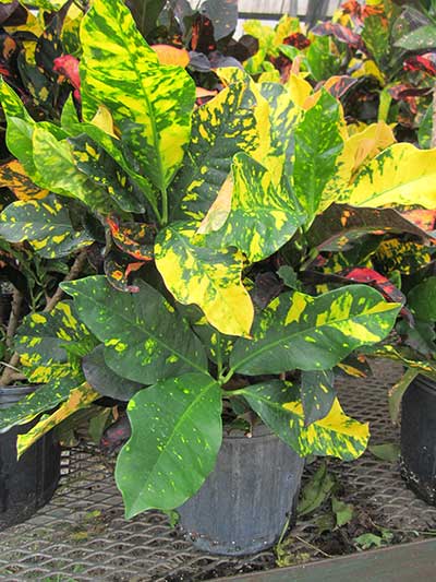 Codiaeum variegatum 'Magnificent'