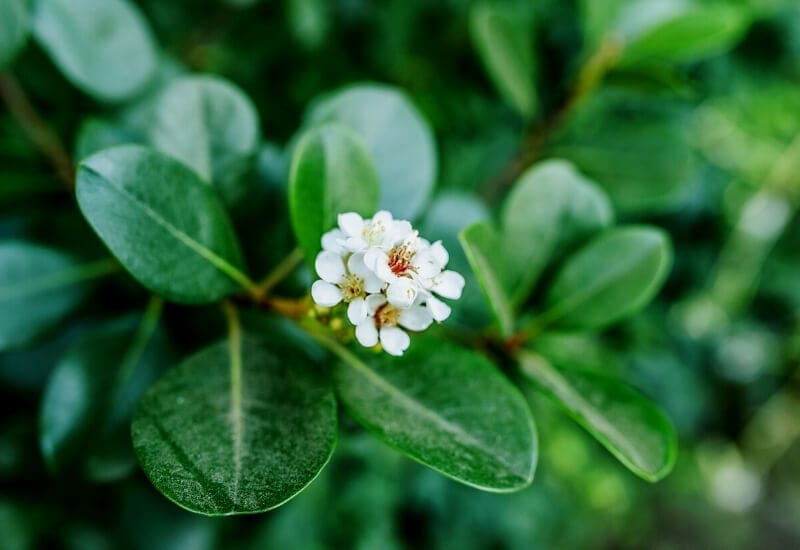 peperomia plants have flowers Do peperomia plants have flowers?
