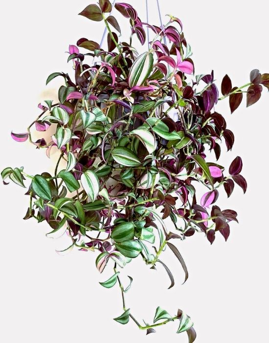 wandering Jew
