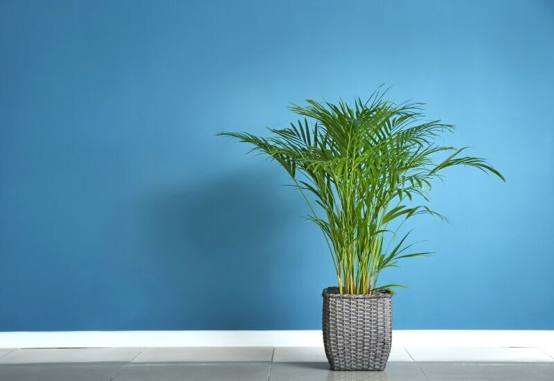 ⦁ Areca Palm (Dypsis lutescens)