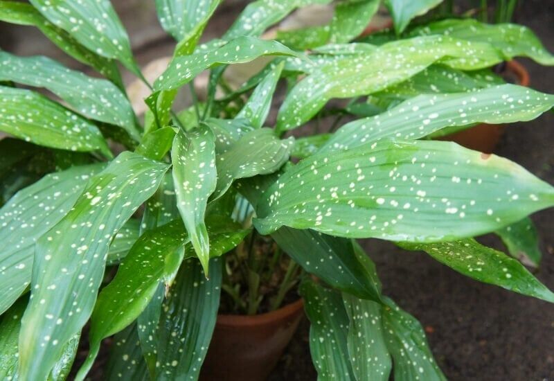 ⦁ Cast Iron Plant (Aspidistra elatior)