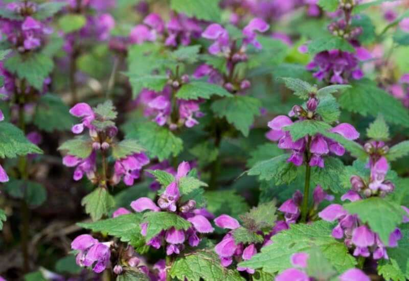 ⦁ Dead Nettle (Lamium maculatum)
