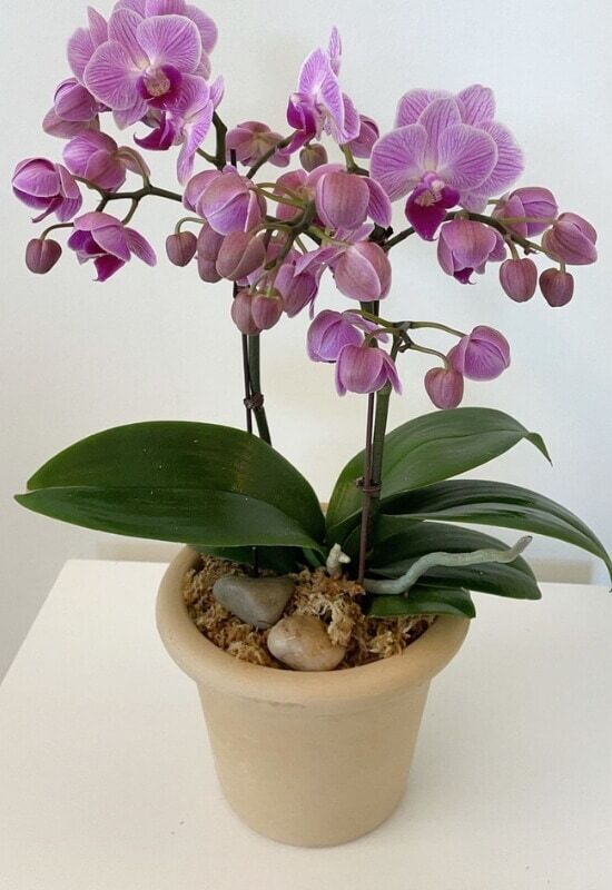⦁ Moth Orchid (Phalaenopis spp.)