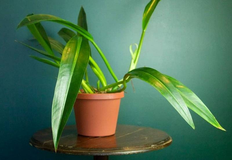 Philodendron Crassinervium