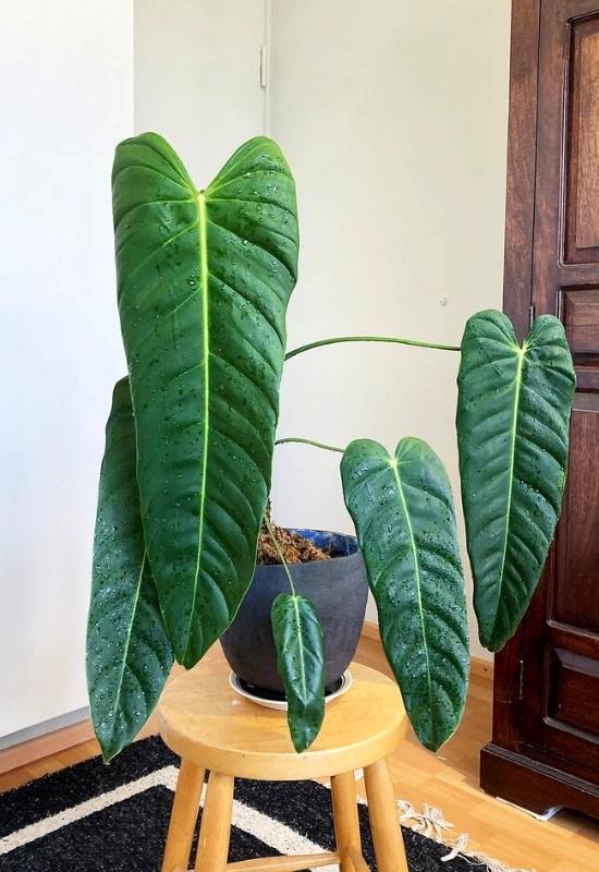 Philodendron Esmeraldense