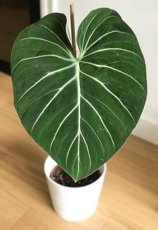 Philodendron Gloriosum