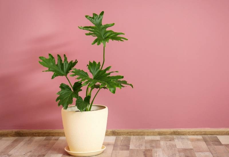 Philodendron Xanadu